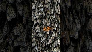 Monarch Butterflies [upl. by Nickola]