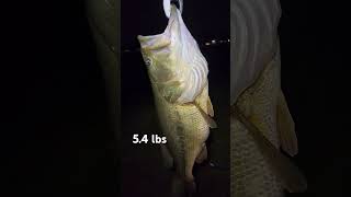 2024 54 lb TANK gmoney50bass gmoney50bass TackleBagTeamTv [upl. by Oisangi]