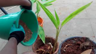 How to easily propagate Heliconia Psittacorum by division [upl. by Vincenty902]