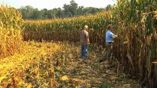 Georgia Farmer Sets New State Corn Yield Record [upl. by Annirac640]