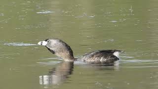 Piedbilled Grebe Bird Call [upl. by Aydne611]