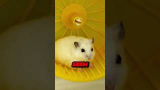 Hamsters Can Run 6 Miles Every Night hamsters hamsterbehavior hamsterunning smallpets [upl. by Attekahs]