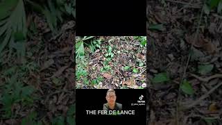 The Fer De Lance is deadly nature snake educational reptile [upl. by Erdna]