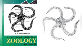 How to Draw Brittle Star Diagram Ophothrix TUTORIAL howtodraw brittlestar easydrawing [upl. by Acnayb]