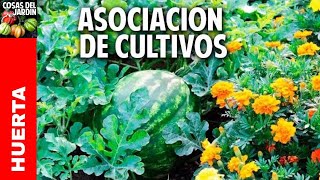 Cómo es la asociacion de cultivos en el Huerto Lo que NADIE te cuenta [upl. by Aihtenyc]