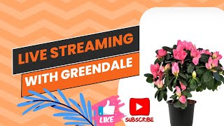 Azalea flower care and zygo gardendesign trending livestream livestream live livestreamer yt [upl. by Oivlis]