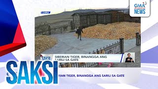 Saksi Recap Siberian tiger binangga ang sarili sa gate Originally aired on Nov 20 2024 [upl. by Gnilrits]