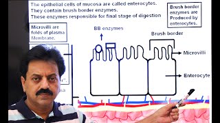 First Year  Chapter 12  Nutrition  Part 21  Jejunum and Ileum [upl. by Ahsead]