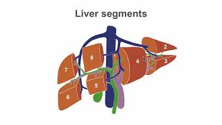 Mastering liver anatomy before the ultrasound [upl. by Nestor306]