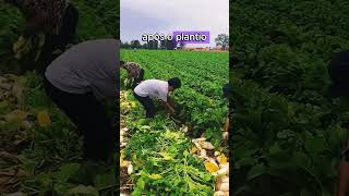 você conhece o segredo dessa raiz plantar curiosidades plantas plantados [upl. by Ecinhoj569]