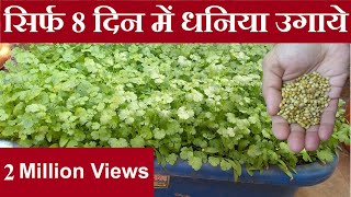 सिर्फ 8 दिन में घर पे उगाये धनिया  Grow organic coriander at home quickly [upl. by Ahsinrac]