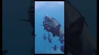 dangerous water fish  undersea fishes  shortsvideo [upl. by Haeluj701]