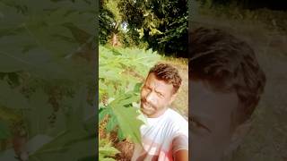 Amage Ror Ama gee landa  💑💑Santali short video 💘💘viral [upl. by Mulloy963]