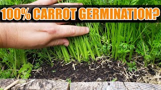 Carrot Seeding Strategies  Garden Quickie Episode 54 [upl. by Charmane]