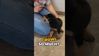 Why do Rottweilers growl so much [upl. by Uohk]