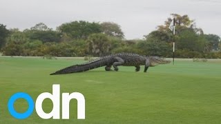 Huge 13ft alligator takes over Florida golf course [upl. by Ax]