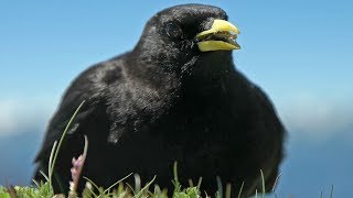 Alpine Chough  Kavče žlutozobé [upl. by Adnala]