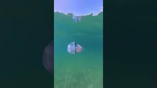 Sound up  Swimming with a Barrel Jellyfish at Barceloneta Beach Spain July 24 2024 insta360x4 [upl. by Adnaram]