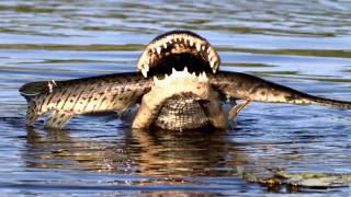 Alligator feeding frenzy Paynes Prairie [upl. by Hamil]