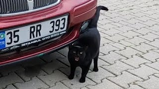 Black cat meowing very loudly is so hungry [upl. by Tine]