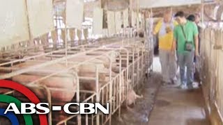 Headstart PH has nothing to fear from African swine flu  Agri chief [upl. by Zel]