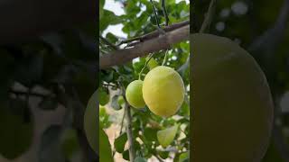 कुछ साल 🫣🍋 के नींबू के पोधे में लगेंगे फूल और फल भरभर के ।Lemon 🍋 plant Care gardening shorts [upl. by Rooney]