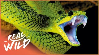 The Most Feared Reptile On The Planet  Asias Deadliest Snakes  Real Wild [upl. by Eelymmij774]