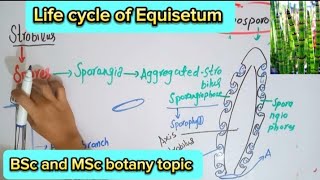 Life cycle of equisetumSporangia of equisetumMale and female gametophyte of equisetum [upl. by Rubinstein]