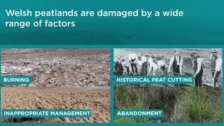 National Peatland Action Programme  Welsh Peatland Action [upl. by Aenet676]