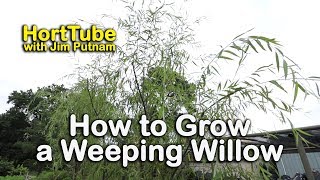 How to grow a Weeping Willow  Salix babylonica  Fast Growing Graceful Tree [upl. by Oicram479]