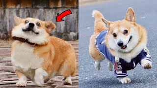 Funny and Cute corgi puppies videos compilation 2021❤ Cutest corgis Ever [upl. by Ettenrahc305]