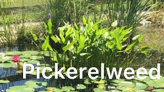 Pickerelweed growing naturally at Pennsylvania’s John Heinz National Wildlife Refuge [upl. by Ozne]