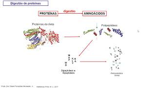 Digestão proteínas absorção e metabolismo de aminoácidos  Videoaula de quotBioquímicaquot [upl. by Phyllida515]