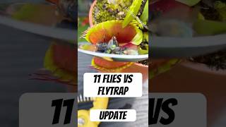 How Many Flies Can a Venus Flytrap Eat  Update [upl. by Yecnahc]