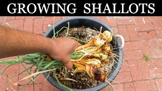 How To Grow Shallots  Growing Shallots In Containers  A Complete Guide [upl. by Aihsemot279]