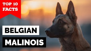 Belgian Malinois  Top 10 Facts [upl. by Mensch]