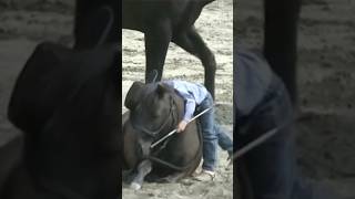 HIT THAT SUBSCRIBE BUTTON FOR THIS LITTLE COWBOY horse equestrian cowboys fyp horseofyoutube [upl. by Norse]