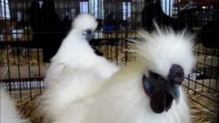 ZwergSeidenhuhn weiß Kleintierausstellung Etziken 2012 Silkie Bantam [upl. by Pauly]