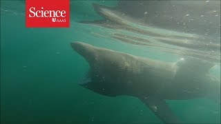 These sluggish basking sharks break through the water as quickly as great whites [upl. by Harras]