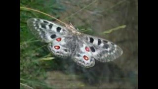 Parnassius apollo [upl. by Andi]