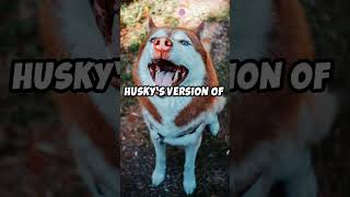 Why Siberian Huskies Howl Fun Facts [upl. by Aihsenad158]