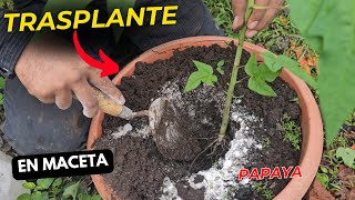 Trasplante de una planta de papaya a maceta la forma correcta [upl. by Coleen523]