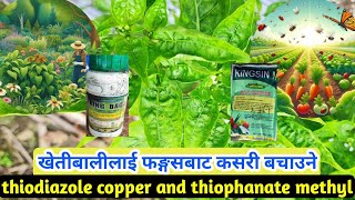 धेरै प्रकारका खेतीहरूमा फङ्गसको समस्या देखियो भने कसरी बचाउने thiodiazole copper thiophanate methyl [upl. by Wells264]