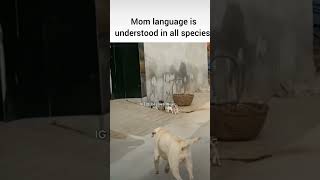 Thats the power of the mom funnymemes big dj love doglover dog babysdogshorts power of momk [upl. by Biebel]