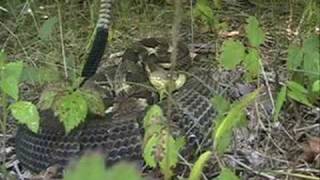 Timber Rattlesnake Crotalus horridus [upl. by Florian]