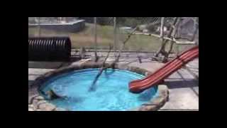 Jack a cynomolgus macaque playing in the pool [upl. by Lindahl]