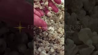 Frankincense Resin Harvest Boswellia Sacra from Oman [upl. by Nwadal686]