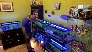 RARE BREEDING FISH ROOM TOUR  Wild Type Livebearers [upl. by Therron266]