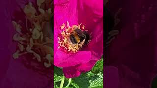 bumblebee in a magenta rose 🌹 rosa rugosa [upl. by Rengaw]