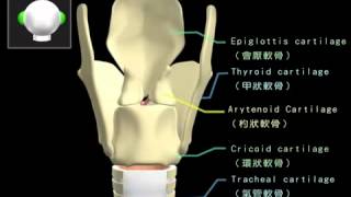 Cartilagens da Laringe e Ligamentos Vocais [upl. by Chara]